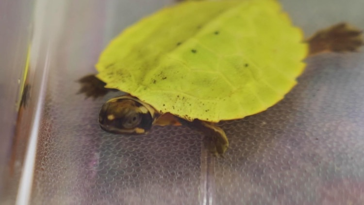 First Malayan flat-shelled turtle hatchling at Zoo Knoxville marks conservation breakthrough