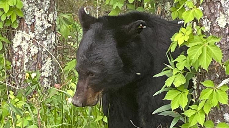 Visitors in Cades Cove cited after rangers discovered they fed a bear peanut butter