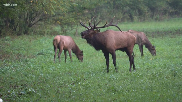 Tennessee taking applications for 2023 elk quota hunt