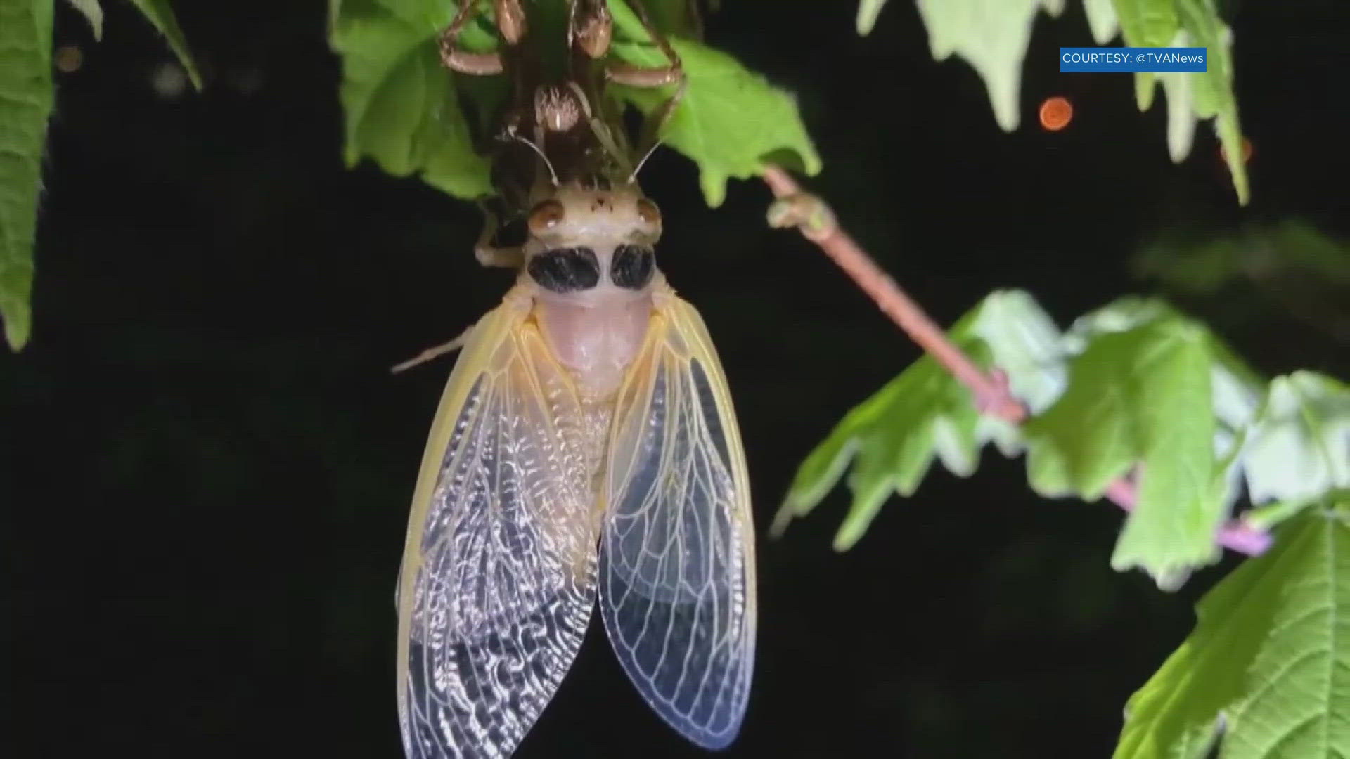 Tennessee Valley Authority speaks on Cicada swarm