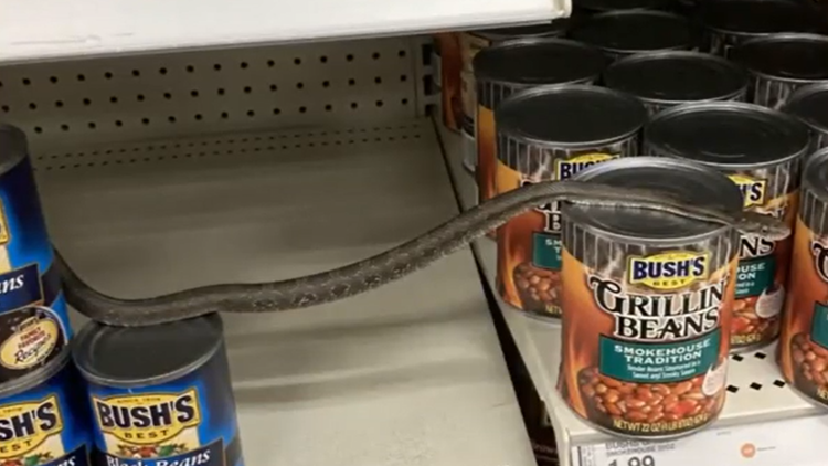 Snake found slithering through shelves at NC Target store Snake found slithering through shelves at NC Target store