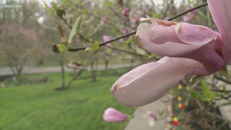 Follow the pink lines! West Hills neighborhood becomes first new Dogwood Trail in 20+ years