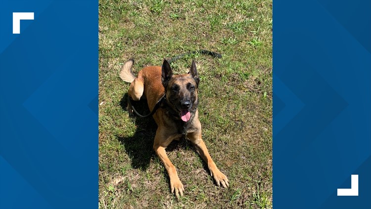 Maryville Police Department searching for missing K-9, Thor