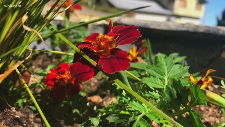 City commits $5 million to build new greenway in East Knoxville