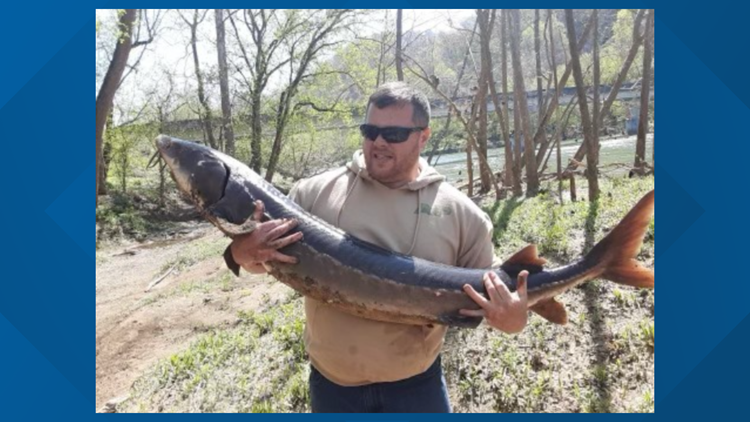 Rogersville angler catches monster lake sturgeon in the Clinch River