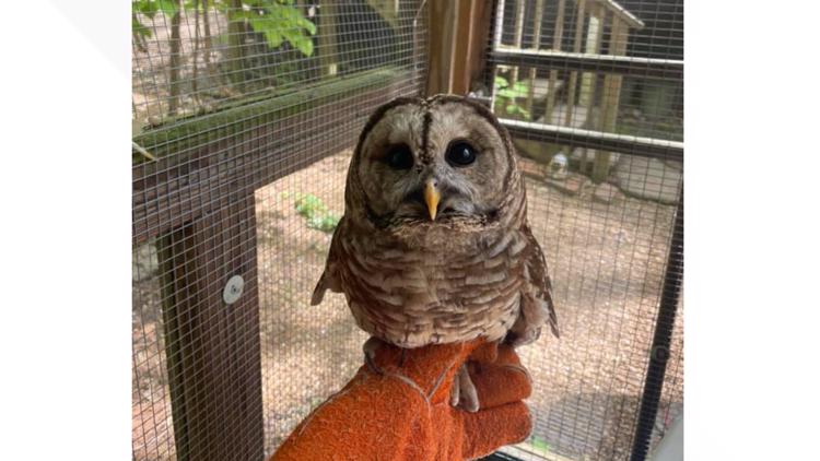Help Panther Creek State Park name its new owl
