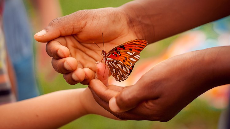 Monarch butterflies flutter through Great Smoky Mountains on their way to Mexico