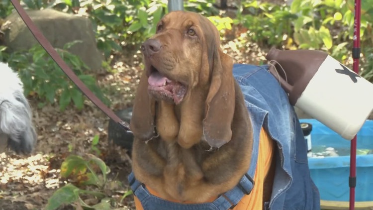 How you can keep your pets safe this Halloween