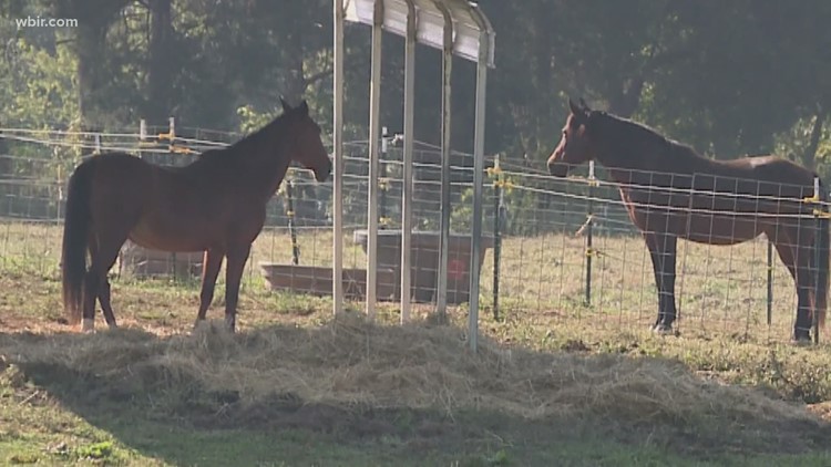 Horse rescue warns about increase in horse thievery as auction house prices rise