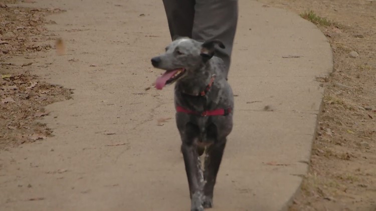 Respiratory illness in dogs not reported at Young Williams Animal Center