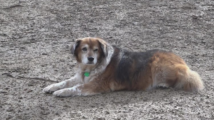 Knoxville City Council votes to approve animal tether ordinance