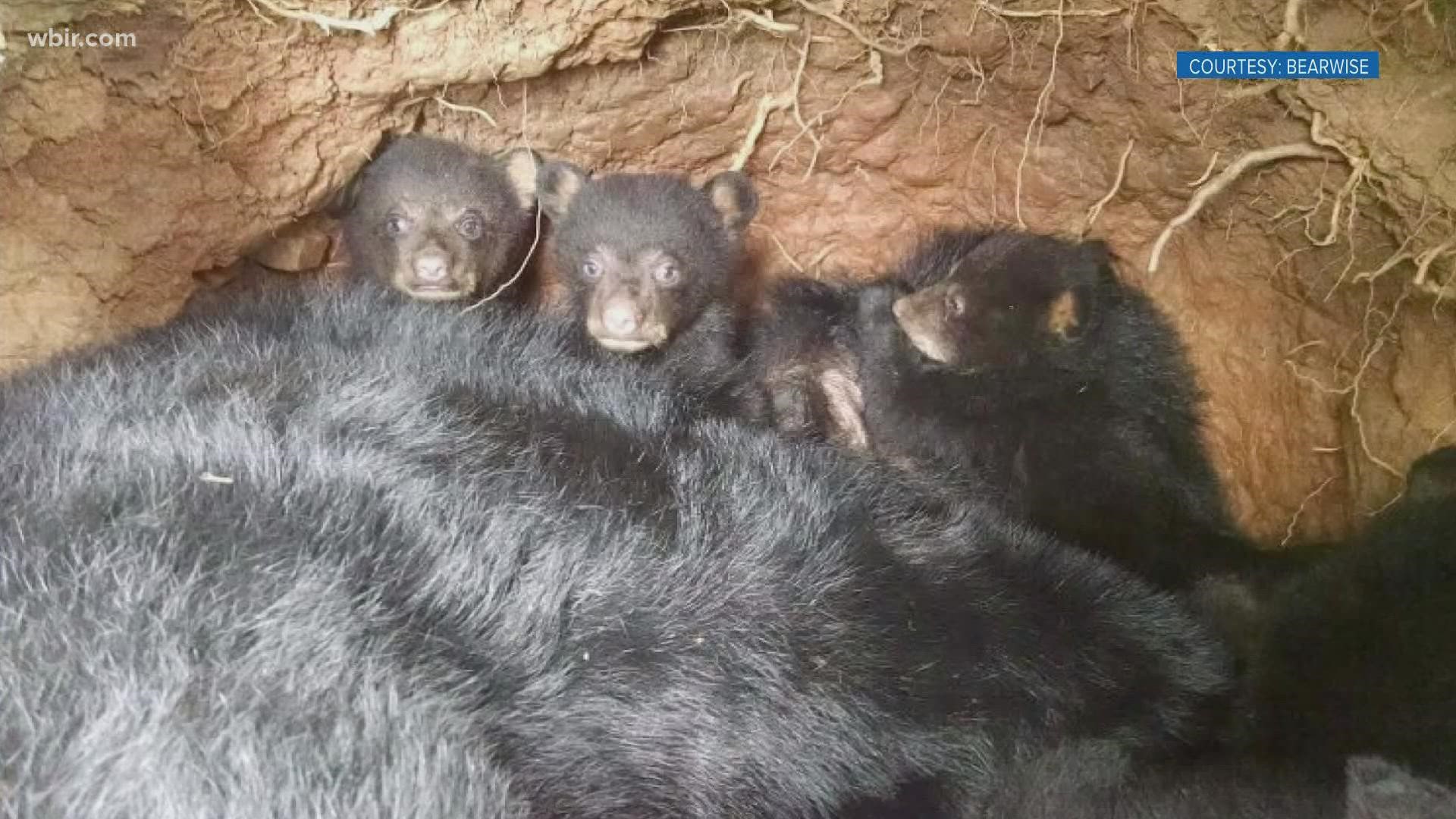Bear cubs born last spring and who denned up with their mothers will finish their first year with their moms in March.