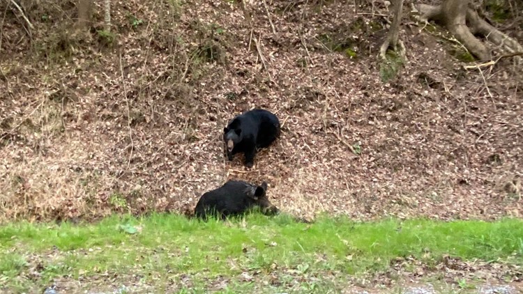 Black bear attacks wild hog near Cades Cove in Great Smoky Mountains