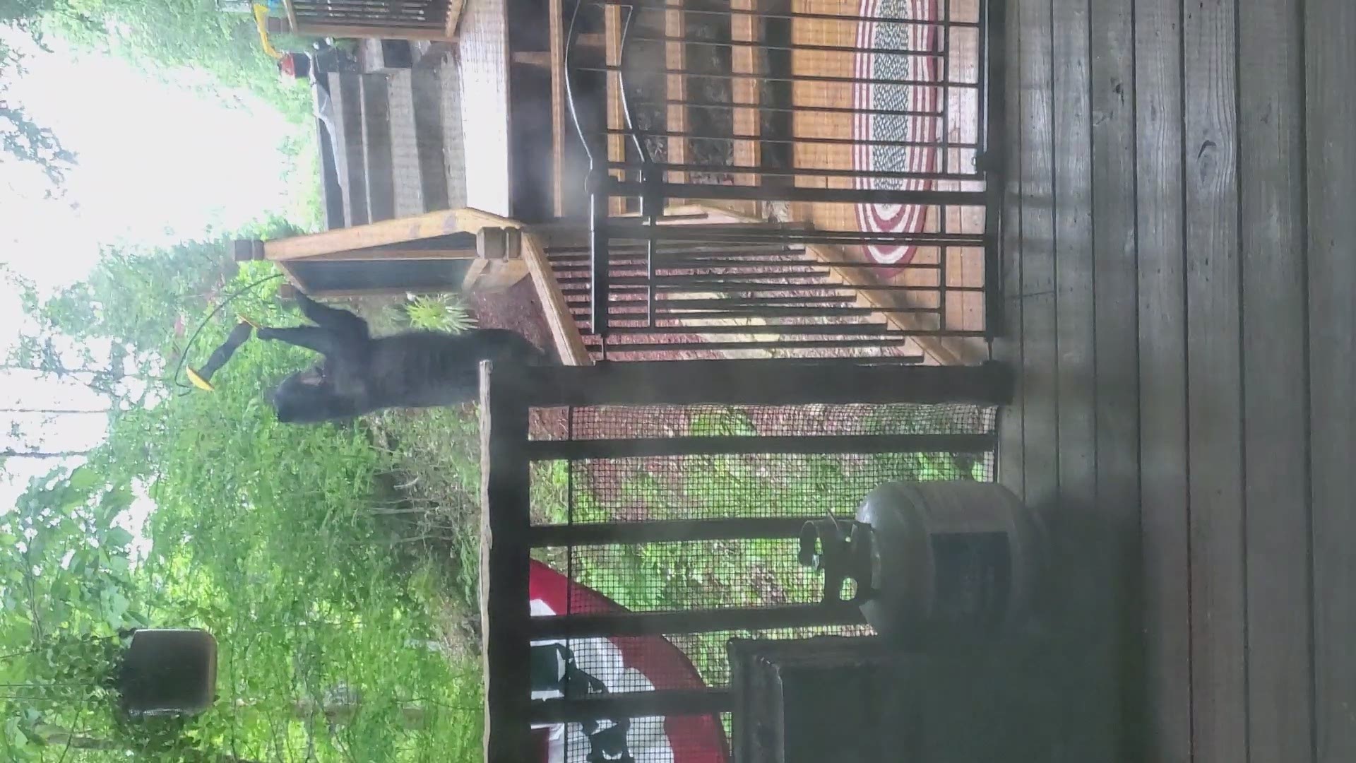 Viewer Beni Deron shared this video of a black bear helping itself to her mother's bird feeder.