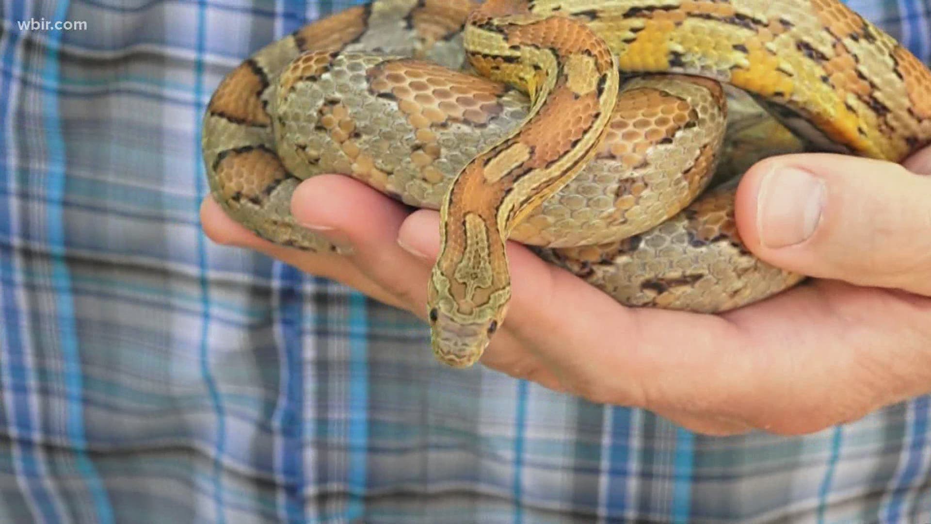 There are over 30 types of snake in Tennessee, but only 4 snakes are venomous.