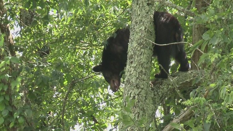 How paying for parking at the Great Smoky Mountains National Park could help the black bear population thrive