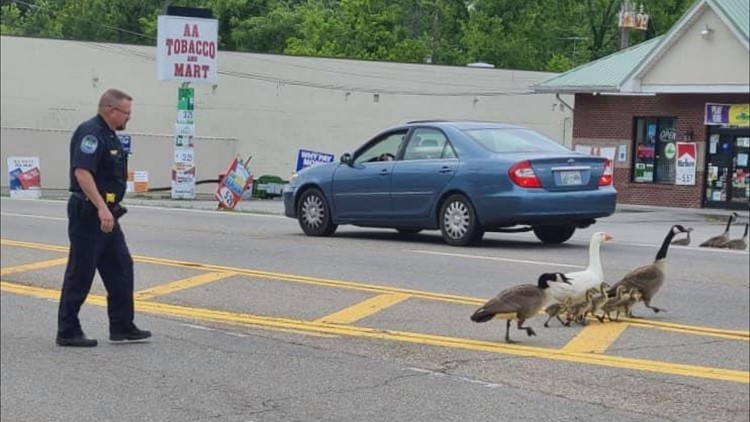 Forget the chicken... why did the geese cross the street? KPD officer helps feathered friends waddle to safety