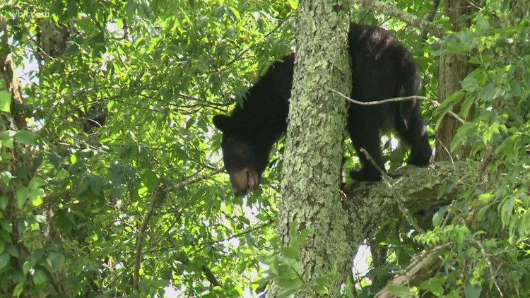 Officials with the Great Smoky Mountains urge visitors learn bear safety