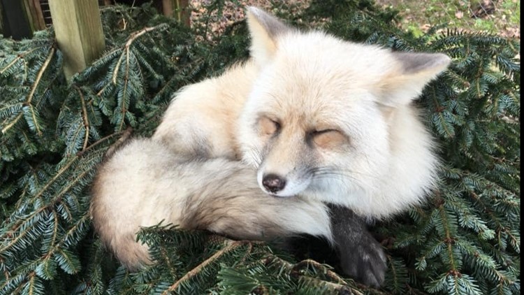 Live Christmas trees provide food for animals at Little Ponderosa Zoo