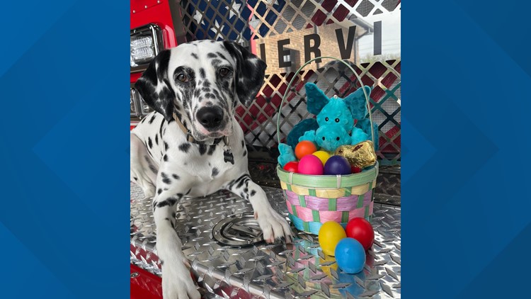 Ember the firehouse dog share safety tips for Easter Ember the firehouse dog share safety tips for Easter