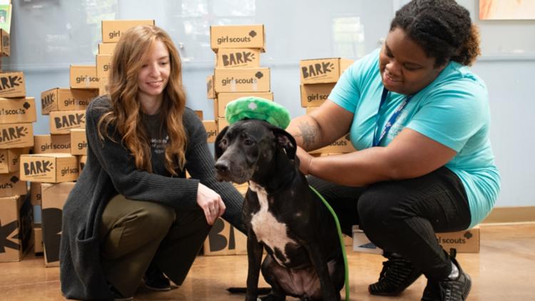 Girl Scouts partnering with East Tennessee animal centers to give dogs boxes of toys and treats Girl Scouts partnering with East Tennessee animal centers to give dogs boxes of toys and treats