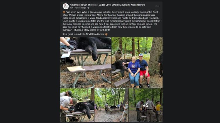 Black bear tranquilized, relocated after visiting picnic site in Cades Cove