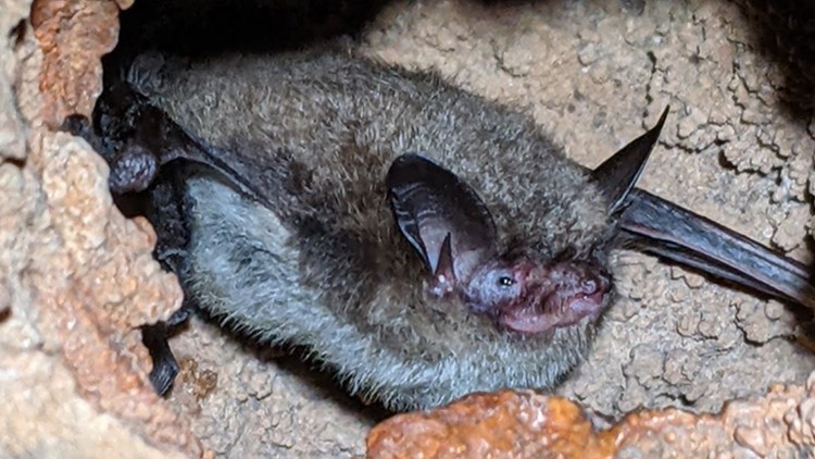 Zoologists discover rare threatened bat along Norris Reservoir not seen for years in East TN