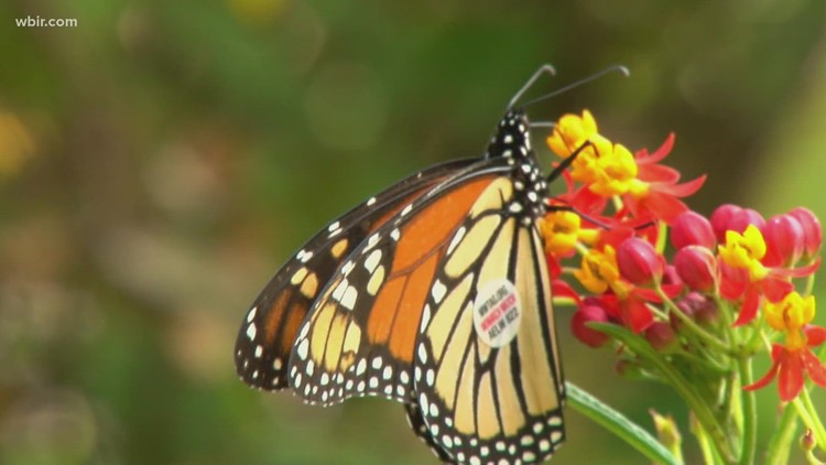 UT Gardens opens registration for summer camp