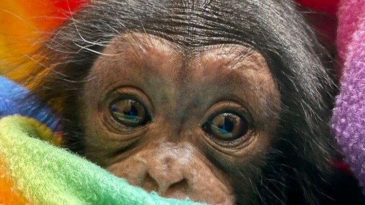 You must have been a beautiful baby: Zoo releases new photos of chimp Stevie