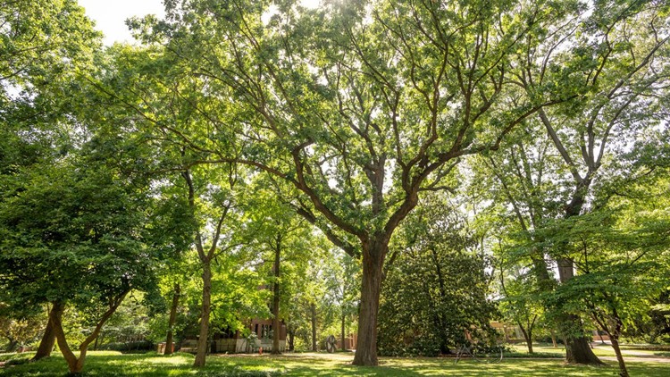 Oldest tree at Vanderbilt dies Oldest tree at Vanderbilt dies