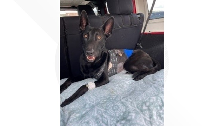 SPD: K-9 Hank recovering after being shot during arrest attempt