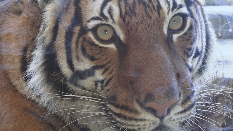 Zoo Knoxville tigers get COVID-19 vaccines