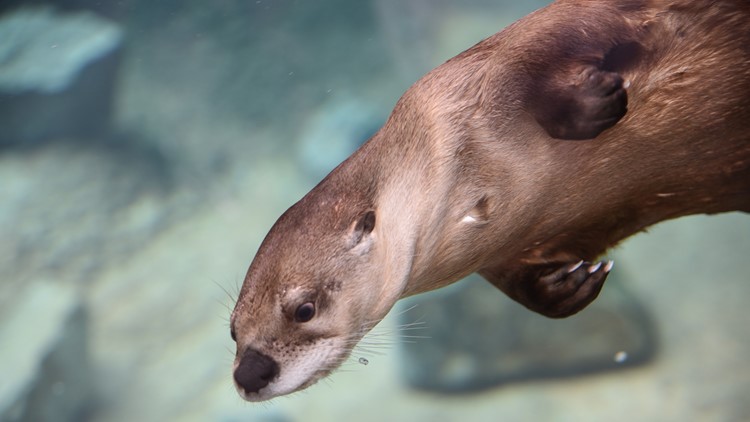 New otters make a splash at Zoo Knoxville New otters make a splash at Zoo Knoxville