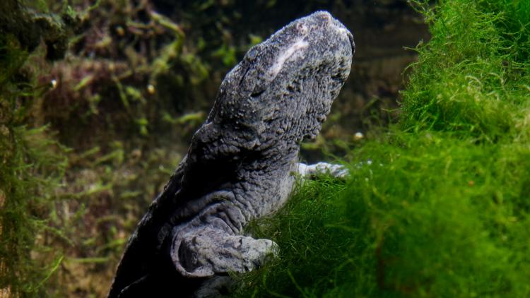 The Endangered Species Act could help the Eastern Hellbender and Appalachia after Hurricane Helene