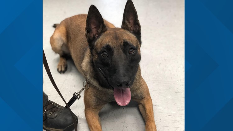 Rockwood police mourn sudden death of 4-year-old K-9 Odin