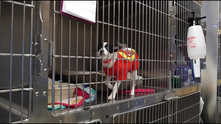 Blount County animal shelter over capacity after taking in more than 30 pets rescued in animal cruelty case
