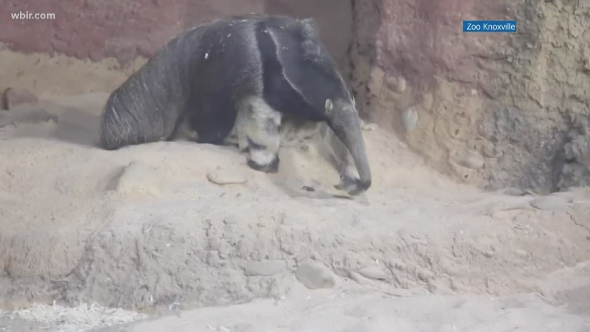 Annual passholder & circle of friends preview party for Tiana the giant anteater is Feb. 29 & March 1, zooknoxville.org. Feb. 24, 2020-4pm.