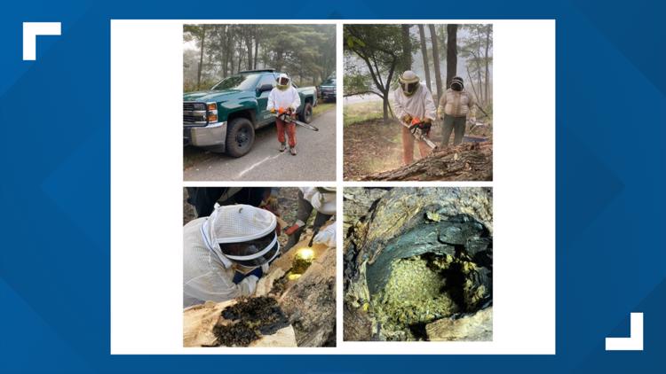 Massive honey bee hive removed from tree in Fort Loudoun State Historic Area