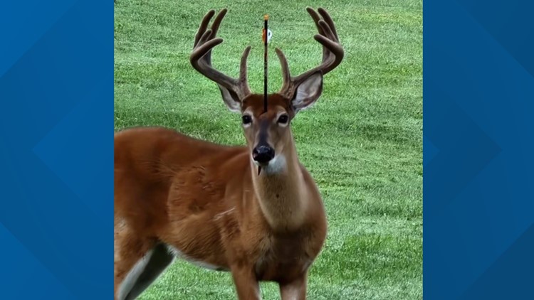 Deer illegally shot through head with crossbow, TWRA investigating