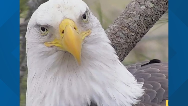 ETSU wants you to help name the new bald eagle in town!