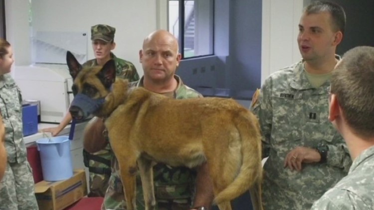 Service & Sacrifice: War Dog Healer