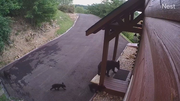 Sevierville homeowner catches injured cub on camera