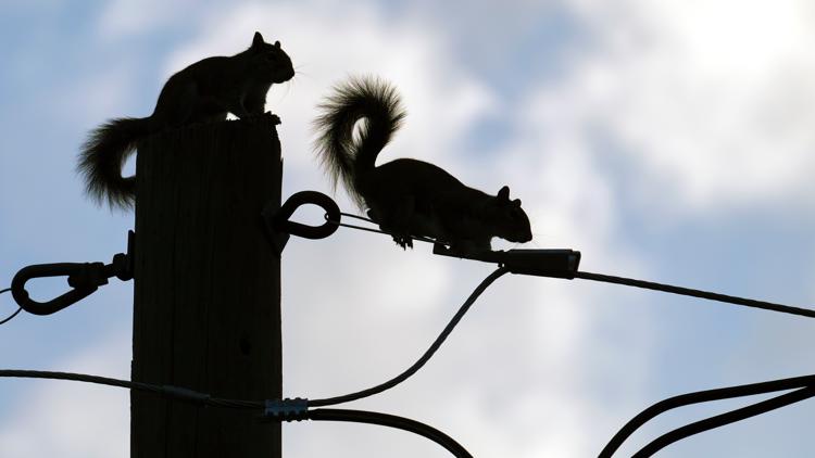 Squirrel knocks out power for thousands in Karns area, LCUB rep says
