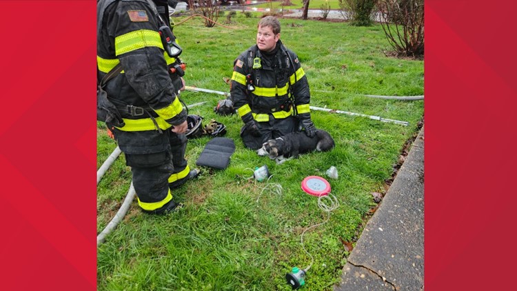 KFD saves dog after lightning strikes South Knoxville home