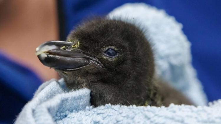 Meet the newest penguin hatchling at the Tennessee Aquarium