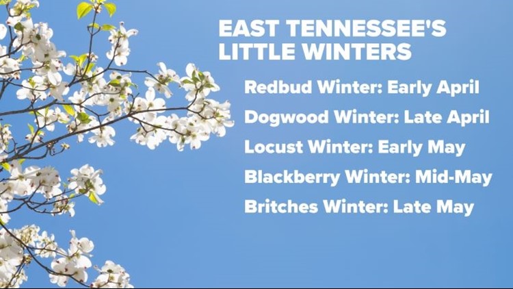 Redbud Winter brings chilly temps and patchy frost to East Tennessee this weekend
