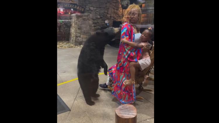 Bear to be euthanized after it approached woman at Bearskin Lodge