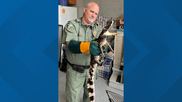 TWRA, KPD recovers abandoned caiman left at local business