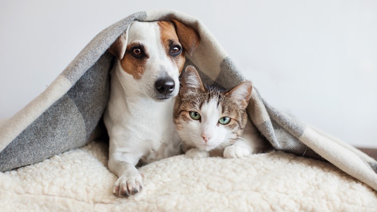How to keep your pet safe during Halloween