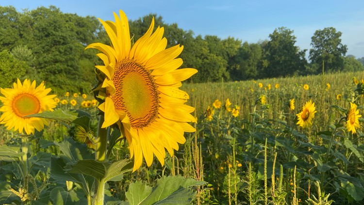 Knoxville Sunflower Celebration returns to Forks of the River